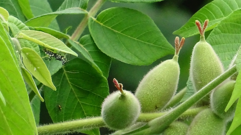 オニグルミの若い果実とヤハズハエトリ 横浜市旭区今宿南町