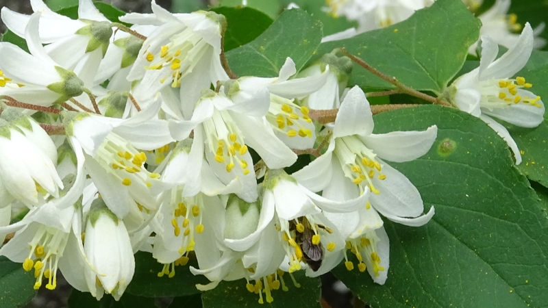 ヒメウツギの花とウツギヒメハナバチ 横浜市旭区今宿南町