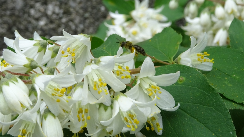 ヒメウツギの花とウツギヒメハナバチ 横浜市旭区今宿南町