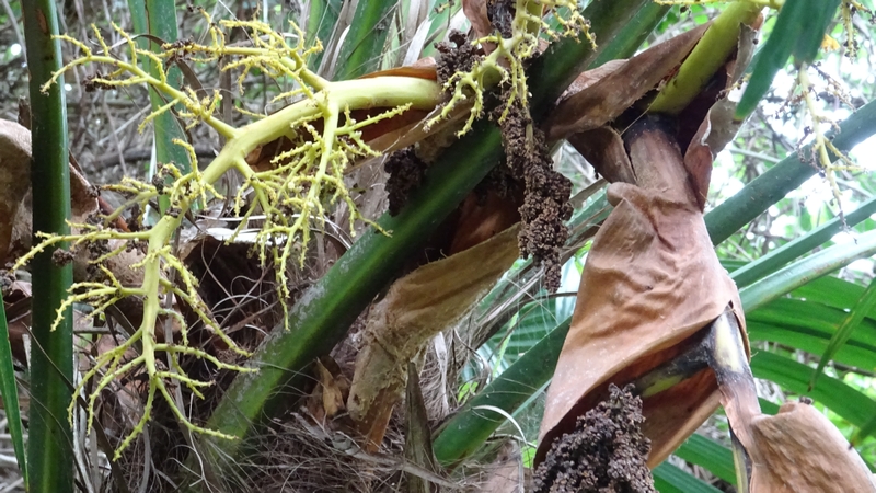 トウジュロの花後 横浜市旭区今宿南町