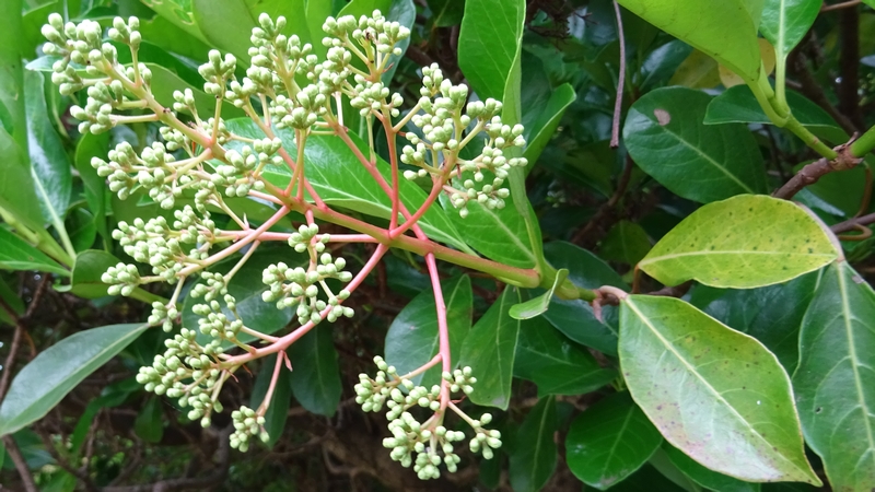 サンゴジュの蕾 横浜市旭区今宿南町