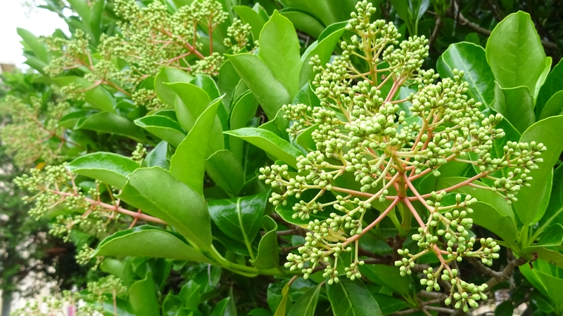 サンゴジュの蕾 横浜市旭区今宿南町