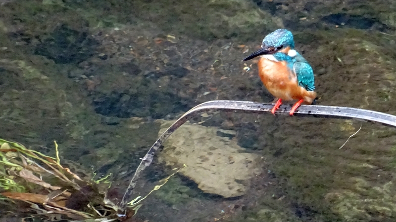 カワセミ 横浜市旭区今宿南町