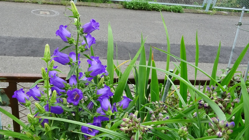フウリンソウの花 横浜市旭区今宿南町
