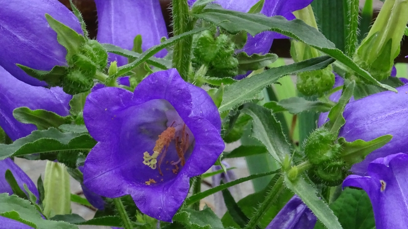フウリンソウの花 横浜市旭区今宿南町