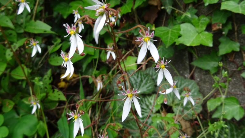 ユキノシタの花 横浜市旭区今宿南町