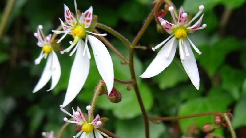 ユキノシタの花 横浜市旭区今宿南町