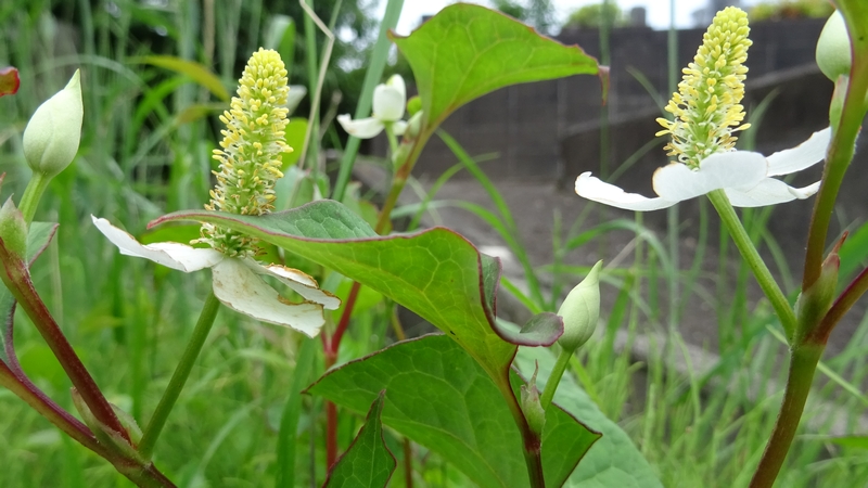 ドクダミの花 横浜市旭区今宿南町