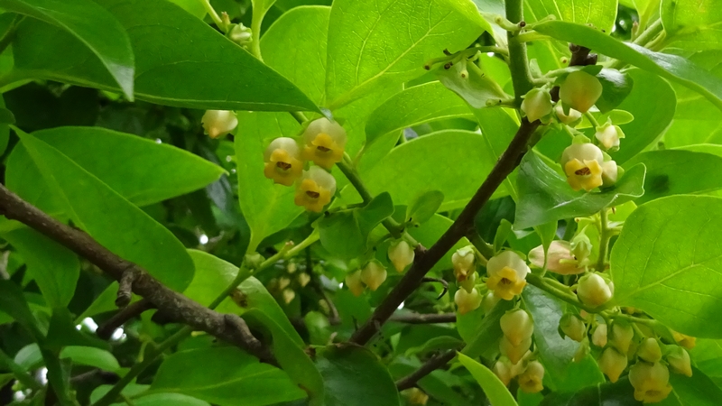 カキノキの雄花 横浜市旭区今宿南町