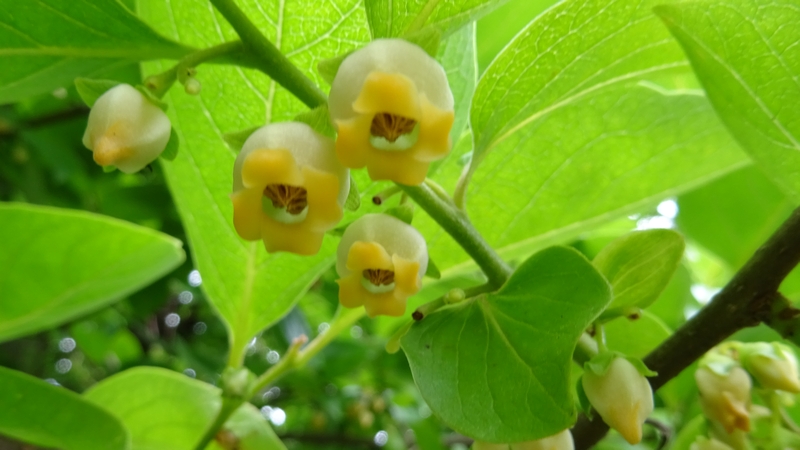 カキノキの雄花 横浜市旭区今宿南町