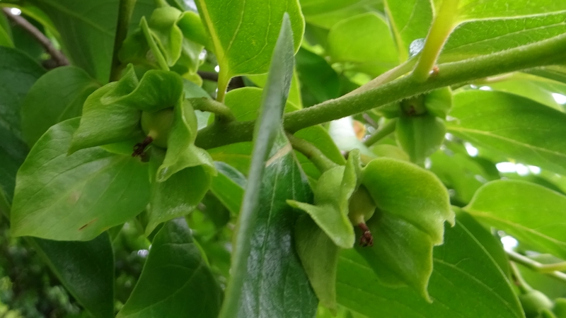 カキノキの雌花の花後 横浜市旭区今宿南町
