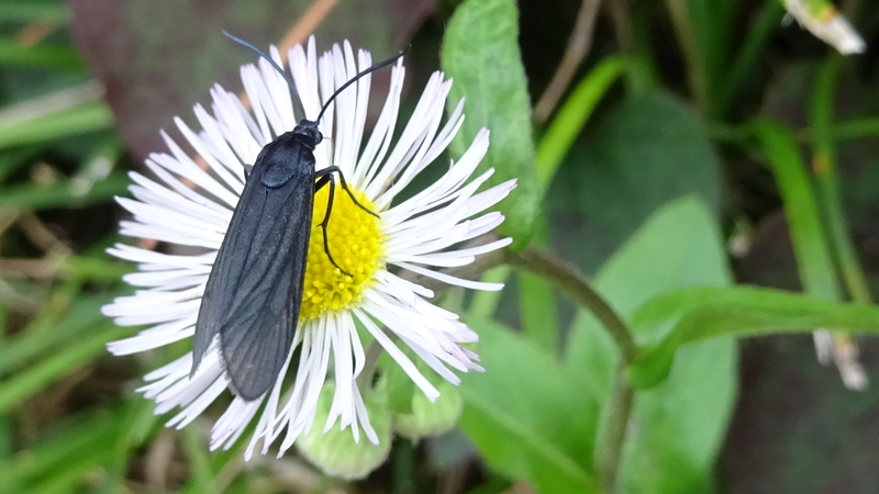 ヒメジョオンのタケノホソクロバ 横浜市旭区今宿南町