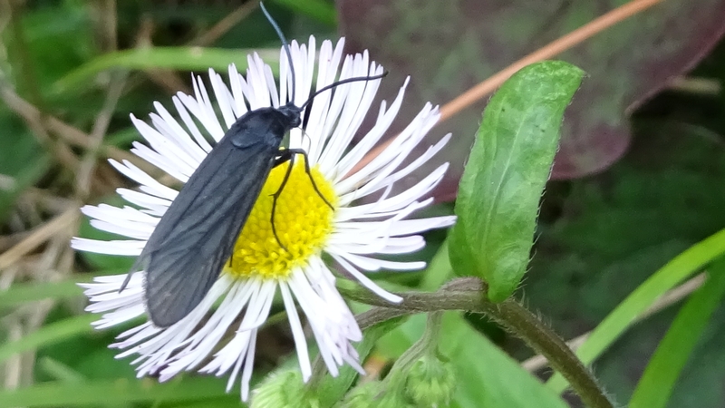 ヒメジョオンのタケノホソクロバ 横浜市旭区今宿南町