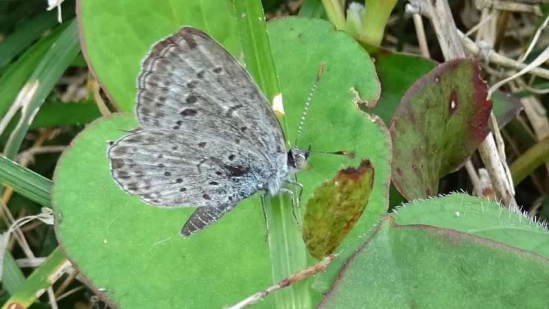 ドクダミのヤマトシジミ♀ 横浜市旭区今宿南町