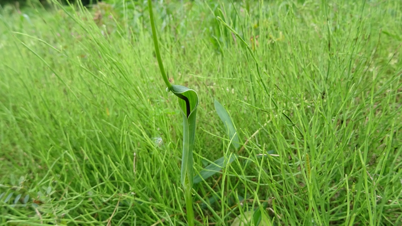 カラスビシャクの仏炎苞 横浜市旭区今宿南町