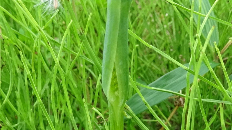 カラスビシャクの仏炎苞 横浜市旭区今宿南町