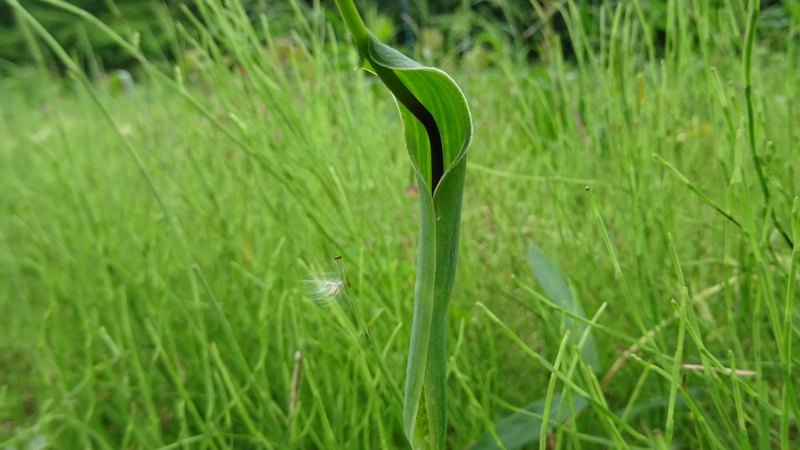 カラスビシャクの仏炎苞 横浜市旭区今宿南町