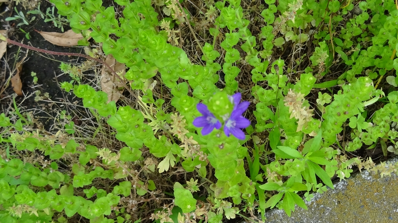 キキョウソウの花 横浜市旭区今宿南町