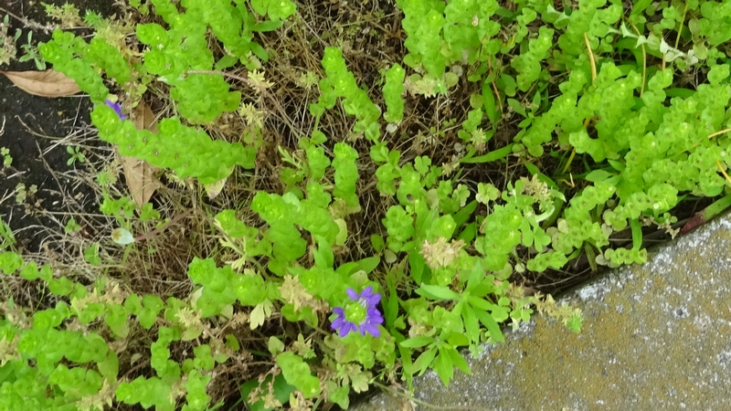 キキョウソウの花 横浜市旭区今宿南町