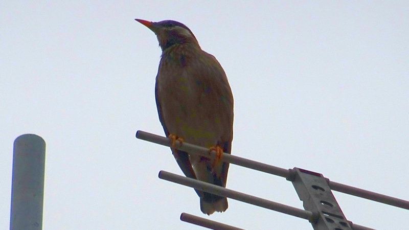 ムクドリ 横浜市旭区中希望が丘