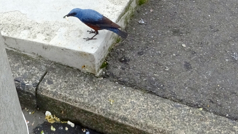 イソヒヨドリ 横浜市旭区中希望が丘