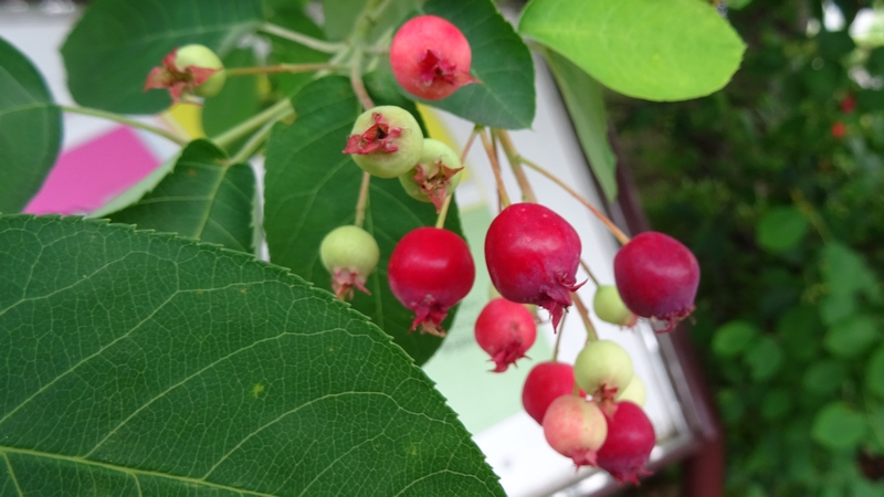 アメリカザイフリボクの果実 川崎市幸区創造のもり