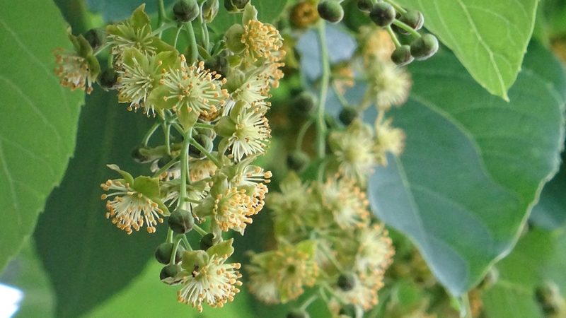イイギリの花 川崎市幸区さいわいふるさと公園