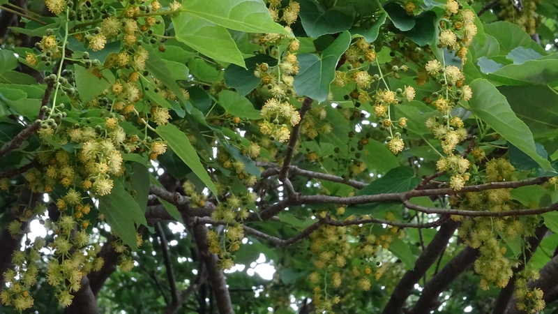 イイギリの花 川崎市幸区さいわいふるさと公園