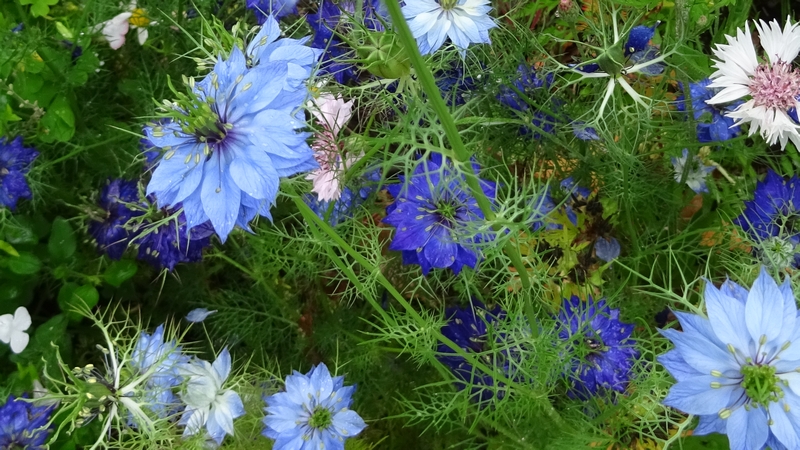 クロタネソウの花 川崎市幸区さいわいふるさと公園