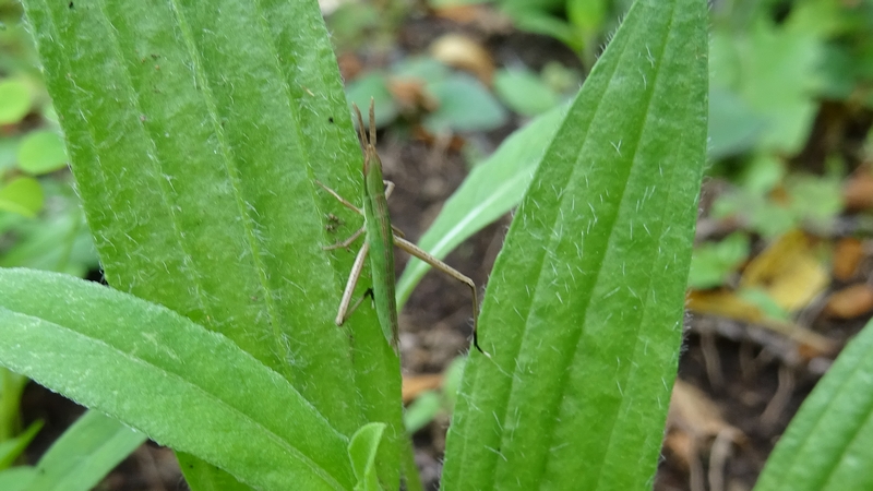 ショウリョウバッタの幼虫 川崎市幸区さいわいふるさと公園