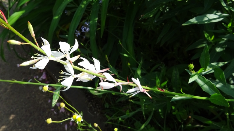 ハクチョウソウの花 川崎市幸区さいわいふるさと公園