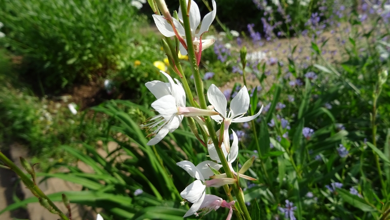 ハクチョウソウの花 川崎市幸区さいわいふるさと公園