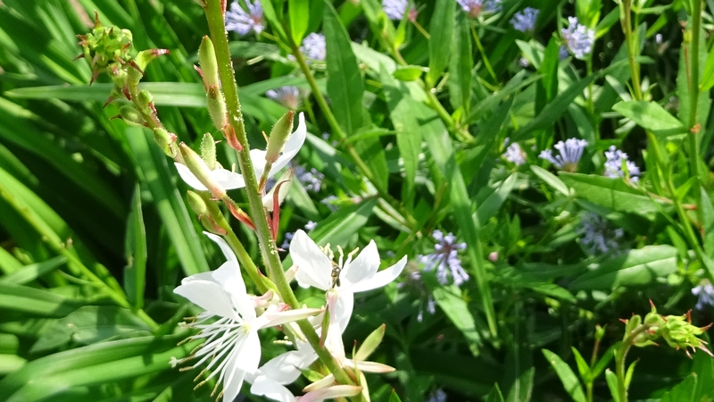 ハクチョウソウの花 川崎市幸区さいわいふるさと公園