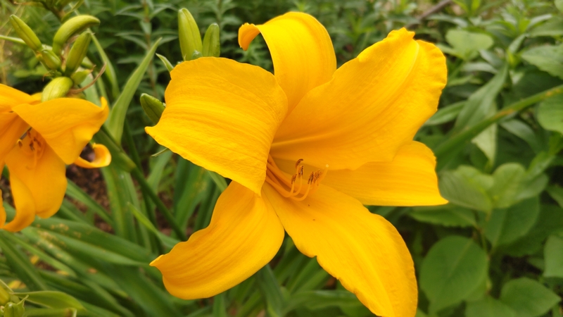 ニッコウキスゲの花 川崎市幸区さいわいふるさと公園