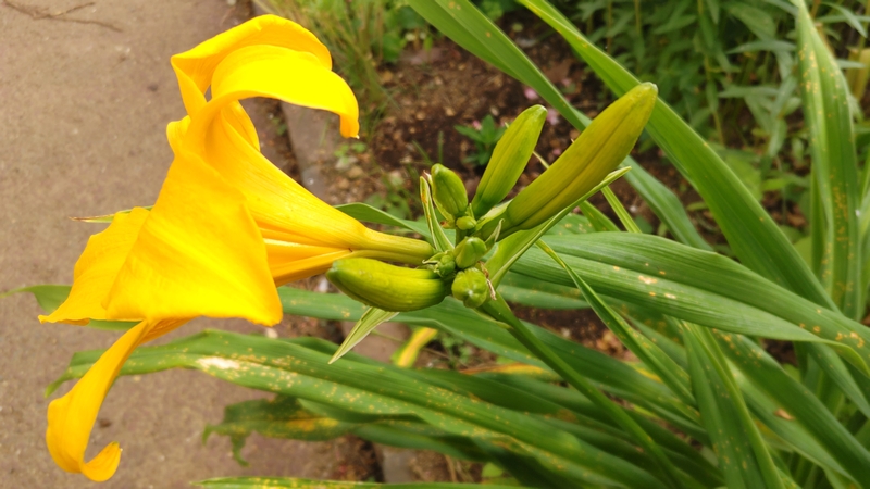 ニッコウキスゲの花 川崎市幸区さいわいふるさと公園