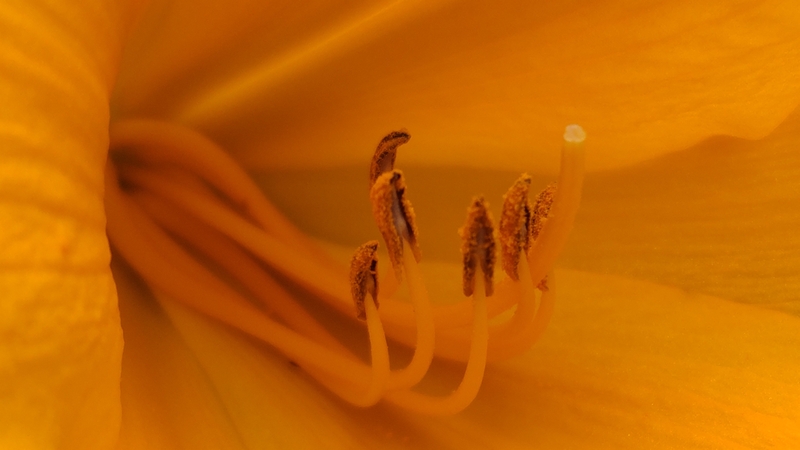 ニッコウキスゲの花 川崎市幸区さいわいふるさと公園