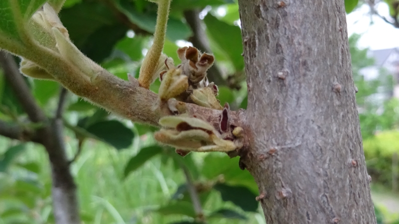 シナマンサクの花後と葉芽 川崎市幸区創造のもり