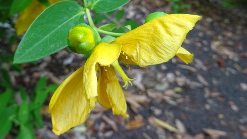 キンシバイの花と蕾 川崎市幸区さいわいふるさと公園