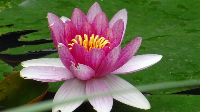 スイレンの花 川崎市幸区さいわいふるさと公園