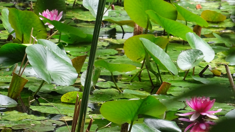 スイレンの花 川崎市幸区さいわいふるさと公園