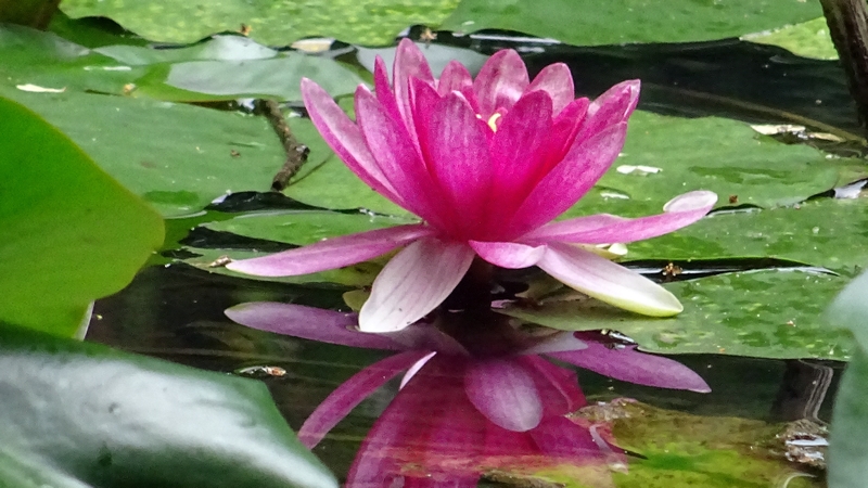スイレンの花 川崎市幸区さいわいふるさと公園