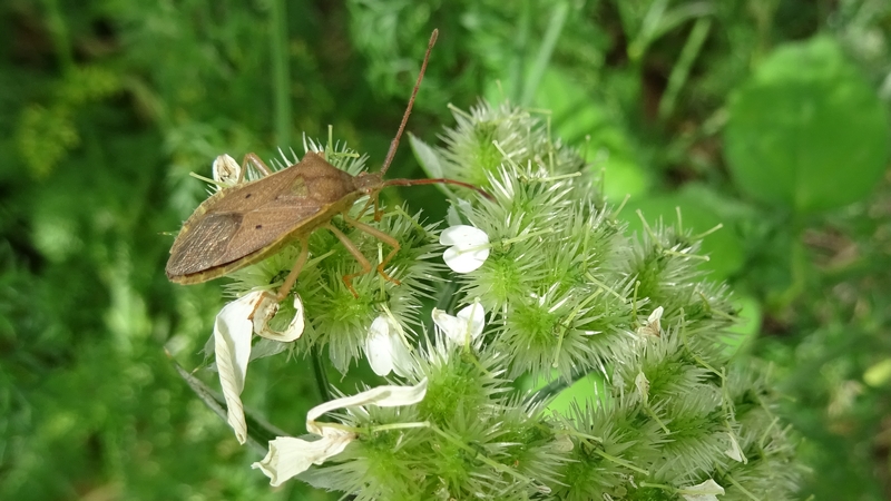 ハナカザリゼリの若い果実とホシハラビロヘリカメムシ 川崎市幸区さいわいふるさと公園