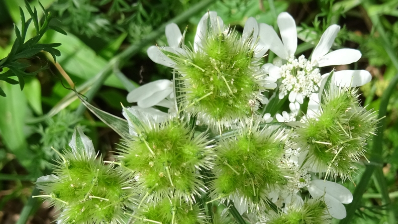 ハナカザリゼリの若い果実 川崎市幸区さいわいふるさと公園
