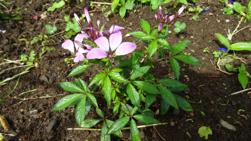 セイヨウフウチョウソウの花 川崎市幸区さいわいふるさと公園