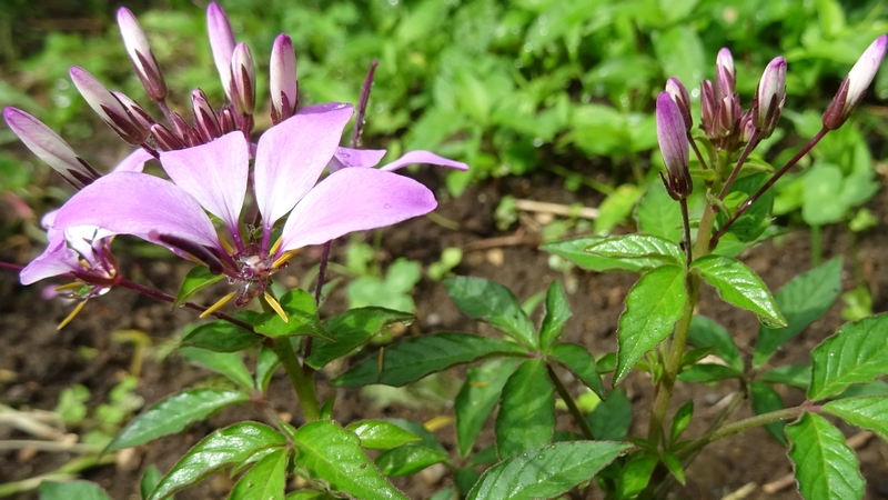 セイヨウフウチョウソウの花 川崎市幸区さいわいふるさと公園