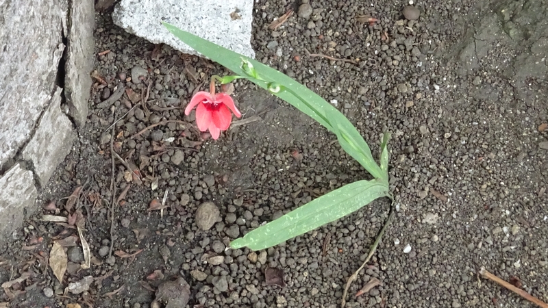 ヒメヒオウギの花 川崎市幸区