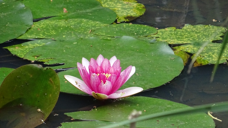 スイレンの花 川崎市幸区さいわいふるさと公園