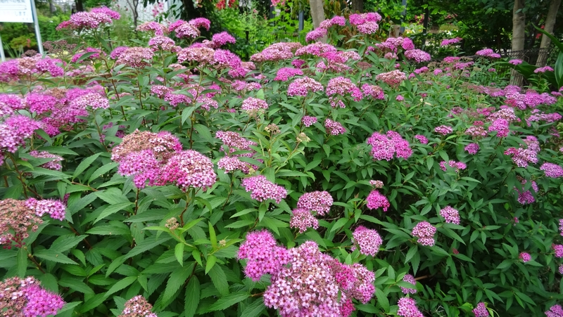 シモツケの花 川崎市幸区さいわいふるさと公園
