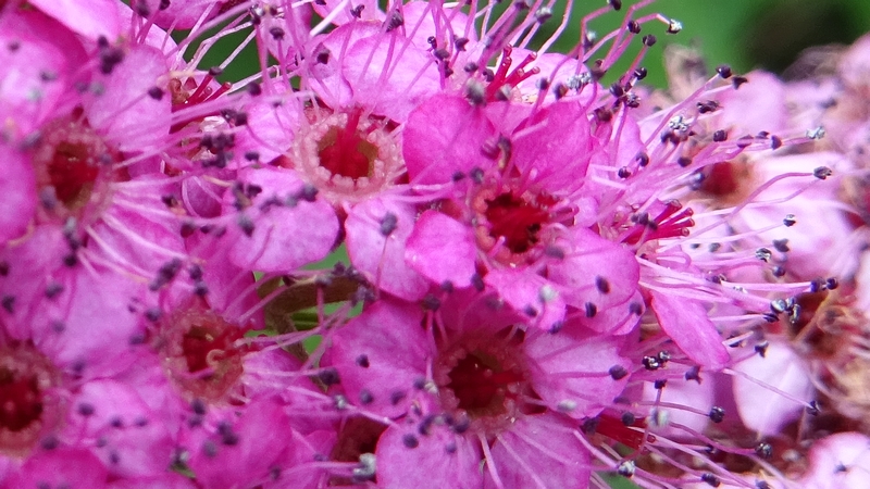 シモツケの花 川崎市幸区さいわいふるさと公園