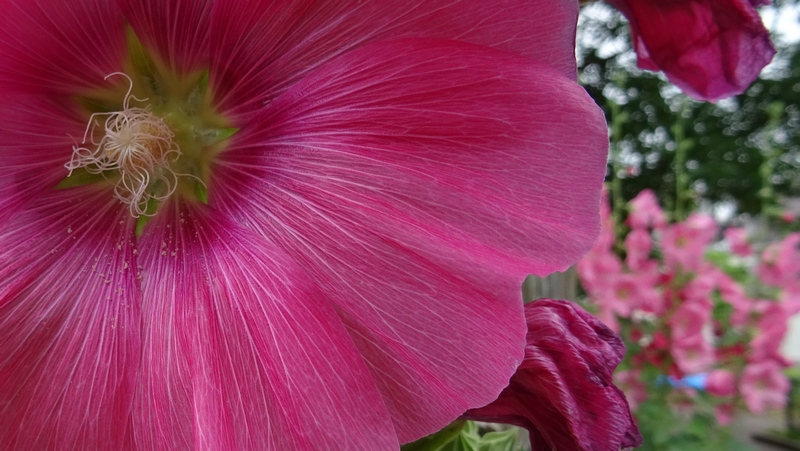 タチアオイの花 川崎市幸区さいわいふるさと公園
